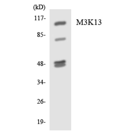Western Blot - M3K13 Cell Based ELISA Kit (CB5781) - Antibodies.com