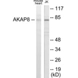 Western Blot - AKAP8 Cell Based ELISA Kit (CB5786) - Antibodies.com