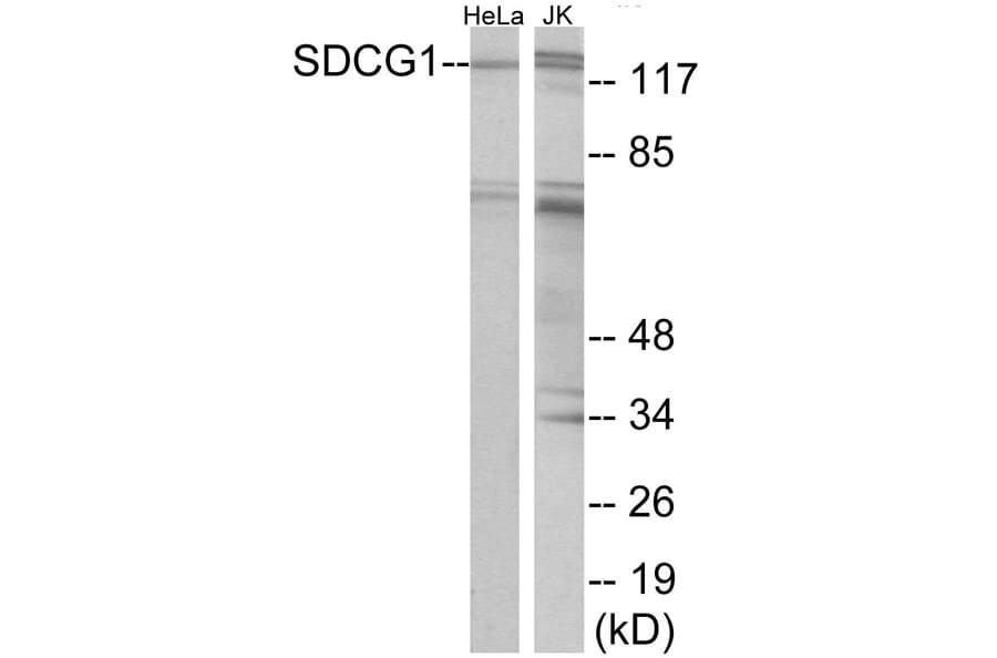 Western Blot - SDCG1 Cell Based ELISA Kit (CB5792) - Antibodies.com