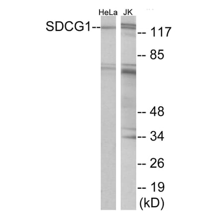 Western Blot - SDCG1 Cell Based ELISA Kit (CB5792) - Antibodies.com