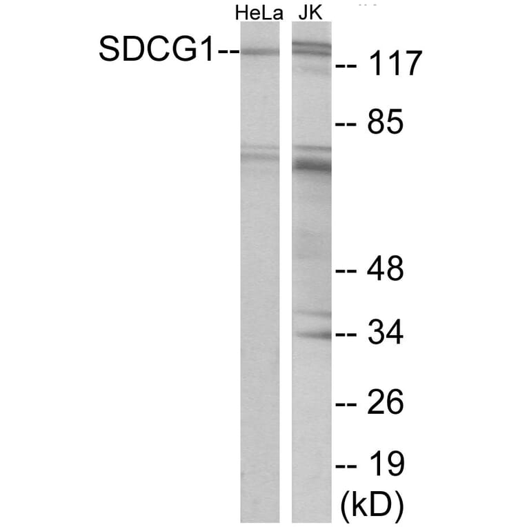 Western Blot - SDCG1 Cell Based ELISA Kit (CB5792) - Antibodies.com