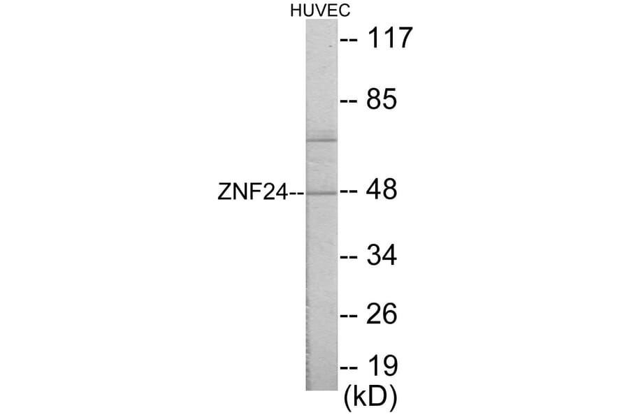 Western Blot - ZNF24 Cell Based ELISA Kit (CB5843) - Antibodies.com