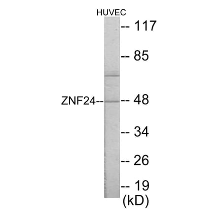 Western Blot - ZNF24 Cell Based ELISA Kit (CB5843) - Antibodies.com