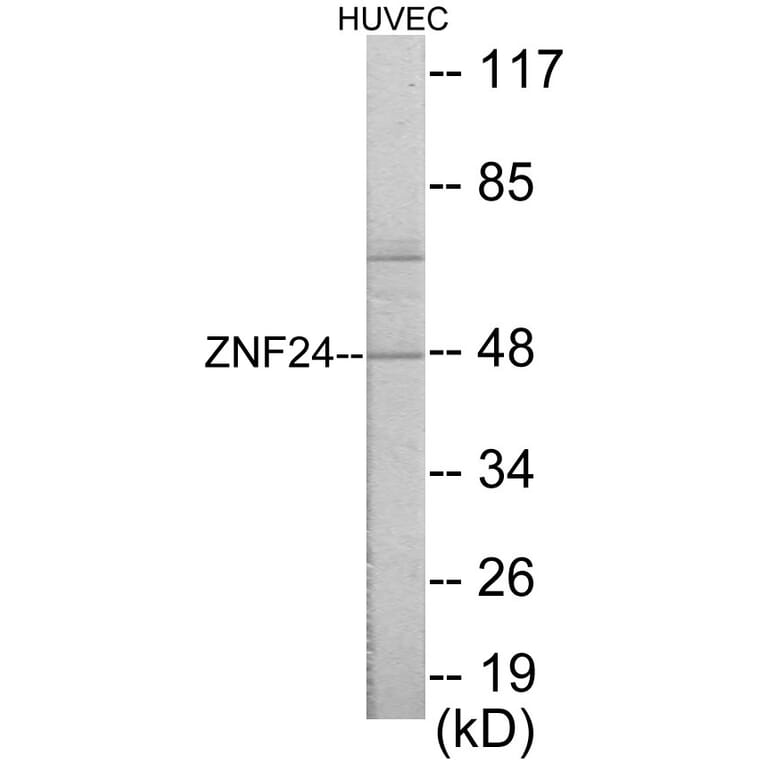 Western Blot - ZNF24 Cell Based ELISA Kit (CB5843) - Antibodies.com