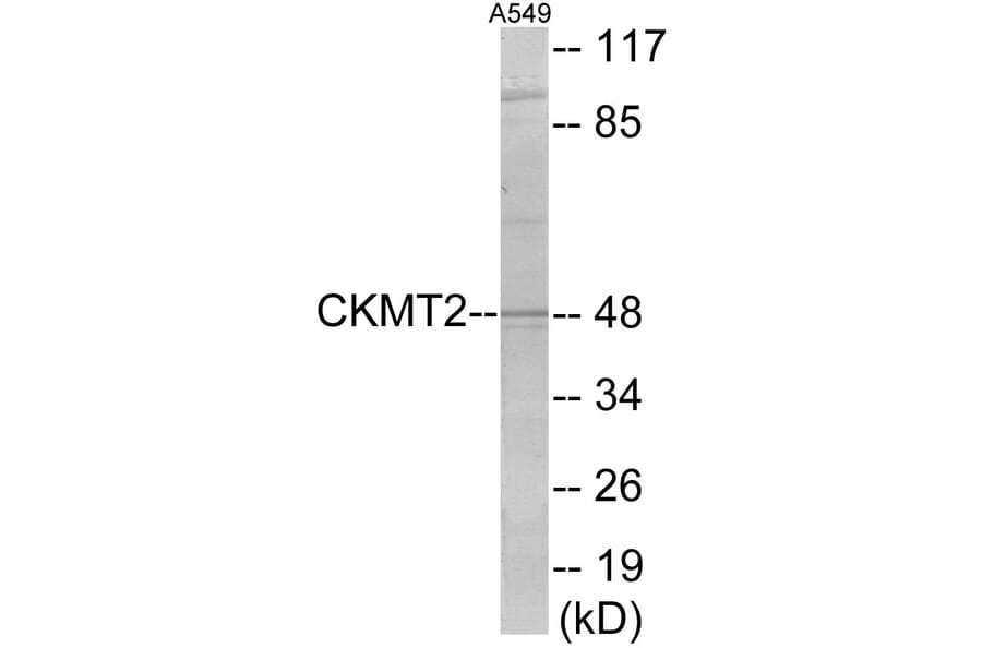 Western Blot - CKMT2 Cell Based ELISA Kit (CB5846) - Antibodies.com