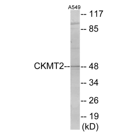 Western Blot - CKMT2 Cell Based ELISA Kit (CB5846) - Antibodies.com