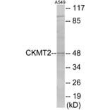Western Blot - CKMT2 Cell Based ELISA Kit (CB5846) - Antibodies.com