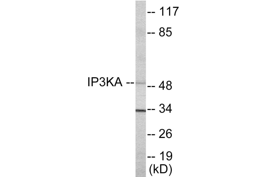 Western Blot - IP3KA Cell Based ELISA Kit (CB5860) - Antibodies.com