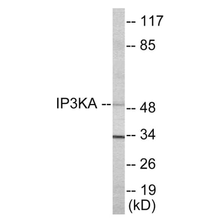 Western Blot - IP3KA Cell Based ELISA Kit (CB5860) - Antibodies.com