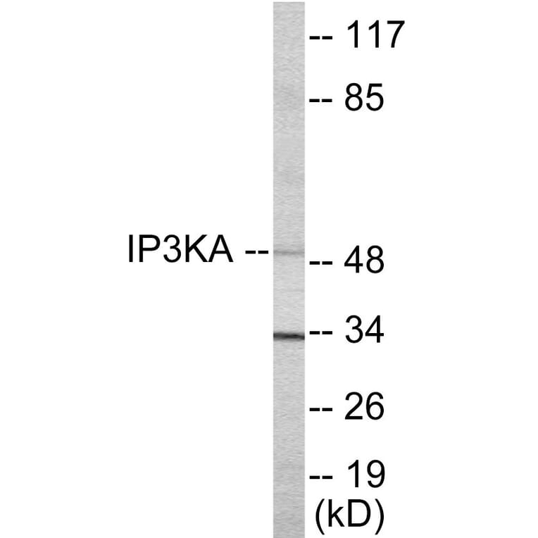 Western Blot - IP3KA Cell Based ELISA Kit (CB5860) - Antibodies.com