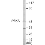 Western Blot - IP3KA Cell Based ELISA Kit (CB5860) - Antibodies.com