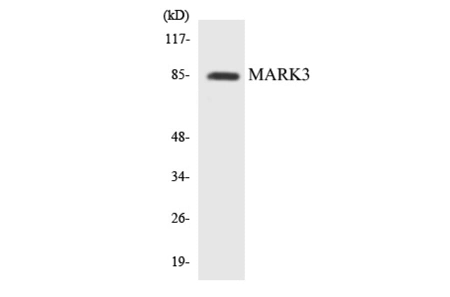 Western Blot - MARK3 Cell Based ELISA Kit (CB5865) - Antibodies.com