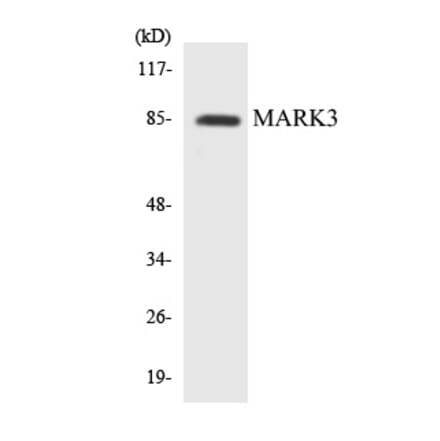 Western Blot - MARK3 Cell Based ELISA Kit (CB5865) - Antibodies.com