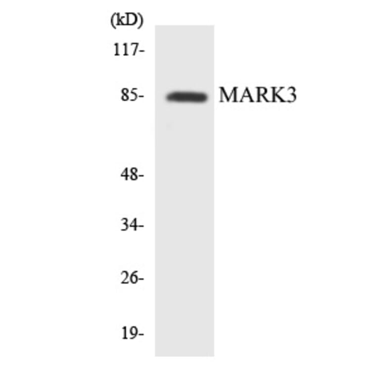 Western Blot - MARK3 Cell Based ELISA Kit (CB5865) - Antibodies.com