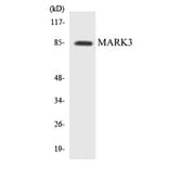 Western Blot - MARK3 Cell Based ELISA Kit (CB5865) - Antibodies.com