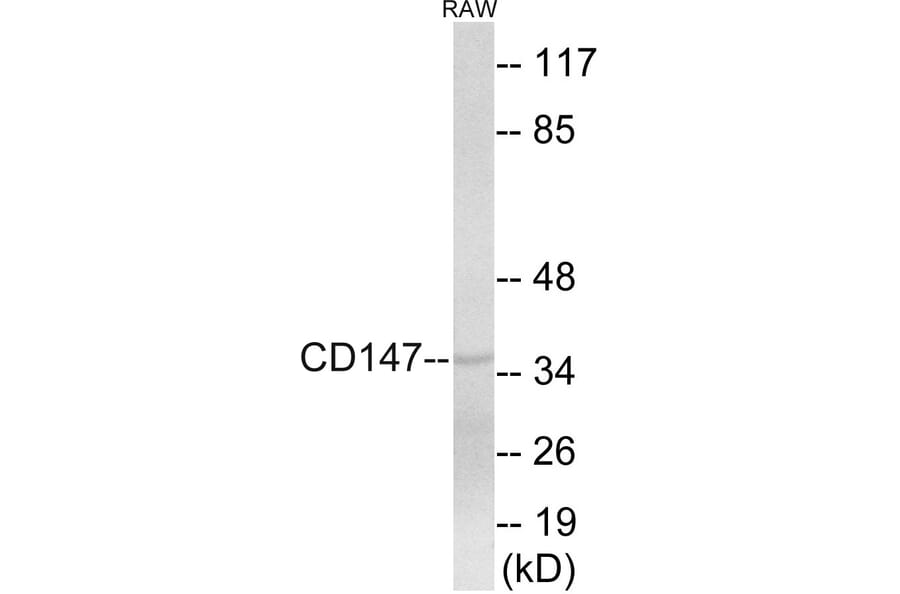 Western Blot - CD147 Cell Based ELISA Kit (CB5881) - Antibodies.com