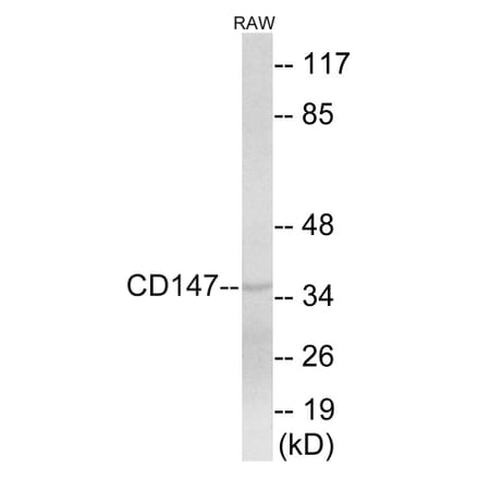 Western Blot - CD147 Cell Based ELISA Kit (CB5881) - Antibodies.com