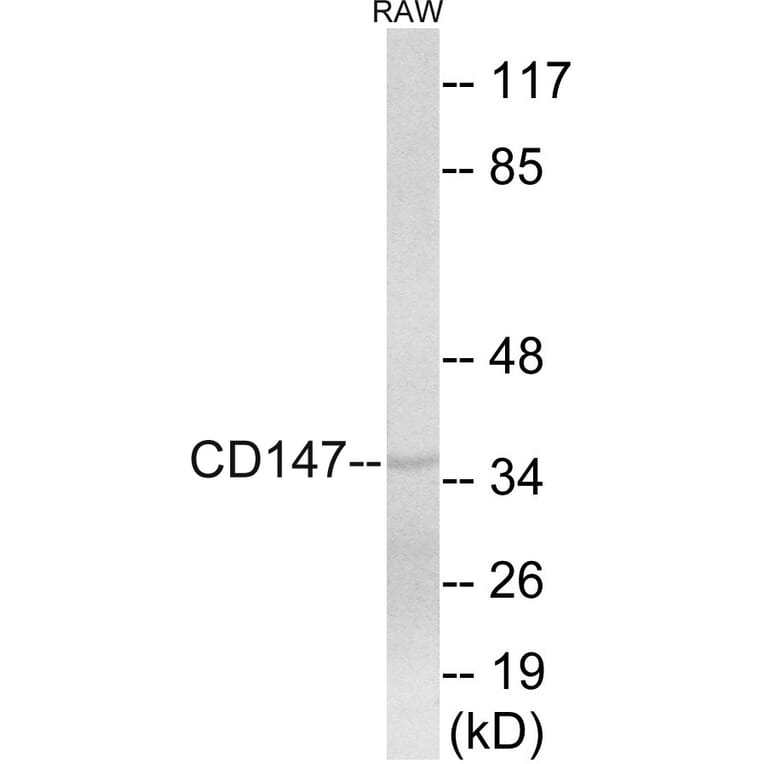 Western Blot - CD147 Cell Based ELISA Kit (CB5881) - Antibodies.com