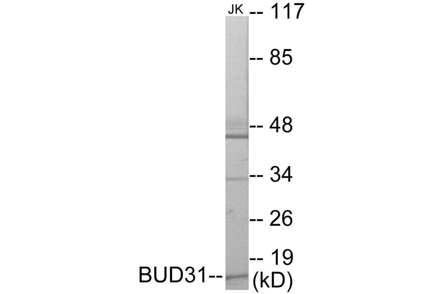 Western Blot - BUD31 Cell Based ELISA Kit (CB5887) - Antibodies.com