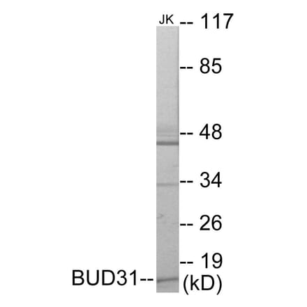 Western Blot - BUD31 Cell Based ELISA Kit (CB5887) - Antibodies.com