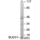 Western Blot - BUD31 Cell Based ELISA Kit (CB5887) - Antibodies.com