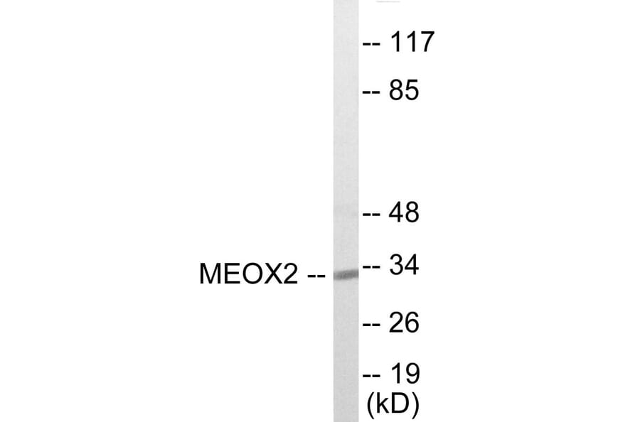 Western Blot - MEOX2 Cell Based ELISA Kit (CB5904) - Antibodies.com
