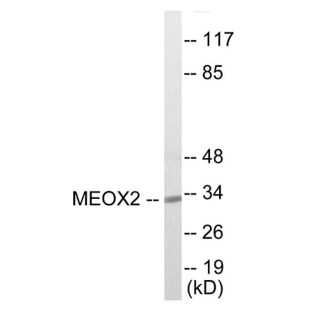 Western Blot - MEOX2 Cell Based ELISA Kit (CB5904) - Antibodies.com