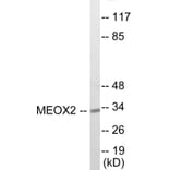 Western Blot - MEOX2 Cell Based ELISA Kit (CB5904) - Antibodies.com