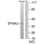 Western Blot - EFNA3 Cell Based ELISA Kit (CB5919) - Antibodies.com