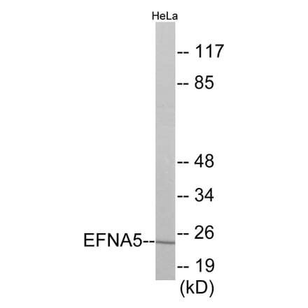 Western Blot - EFNA5 Cell Based ELISA Kit (CB5920) - Antibodies.com