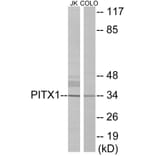 Western Blot - PITX1 Cell Based ELISA Kit (CB5937) - Antibodies.com