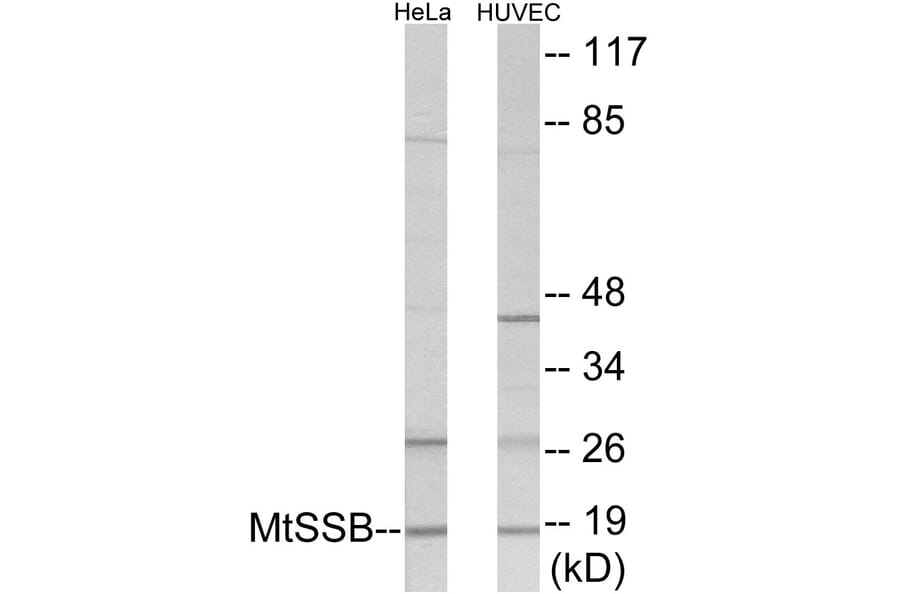 Western Blot - MtSSB Cell Based ELISA Kit (CB5961) - Antibodies.com
