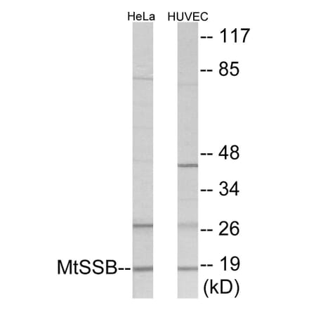 Western Blot - MtSSB Cell Based ELISA Kit (CB5961) - Antibodies.com