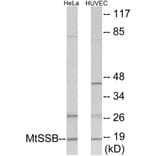 Western Blot - MtSSB Cell Based ELISA Kit (CB5961) - Antibodies.com