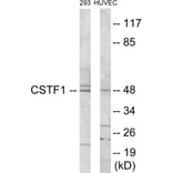 Western Blot - CSTF1 Cell Based ELISA Kit (CB5962) - Antibodies.com