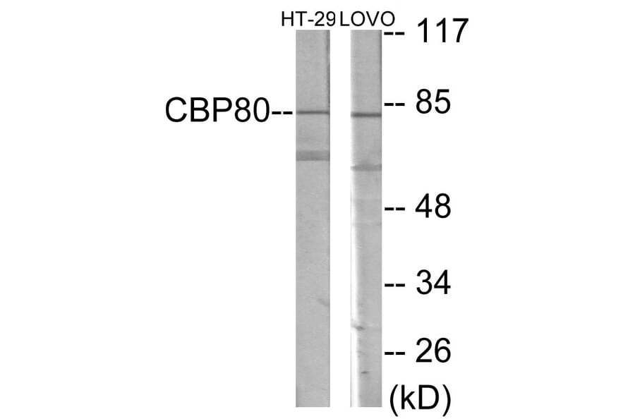 Western Blot - NCBP1 Cell Based ELISA Kit (CB5969) - Antibodies.com