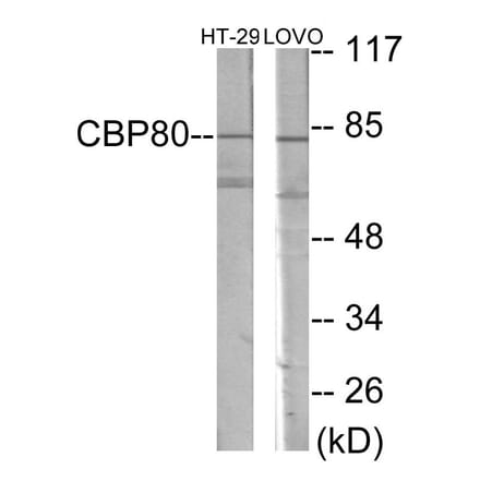 Western Blot - NCBP1 Cell Based ELISA Kit (CB5969) - Antibodies.com