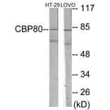 Western Blot - NCBP1 Cell Based ELISA Kit (CB5969) - Antibodies.com