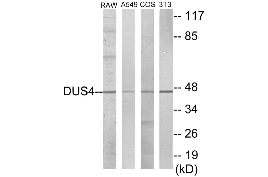 Western Blot - DUSP4 Cell Based ELISA Kit (CB5979) - Antibodies.com