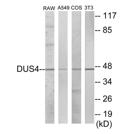Western Blot - DUSP4 Cell Based ELISA Kit (CB5979) - Antibodies.com