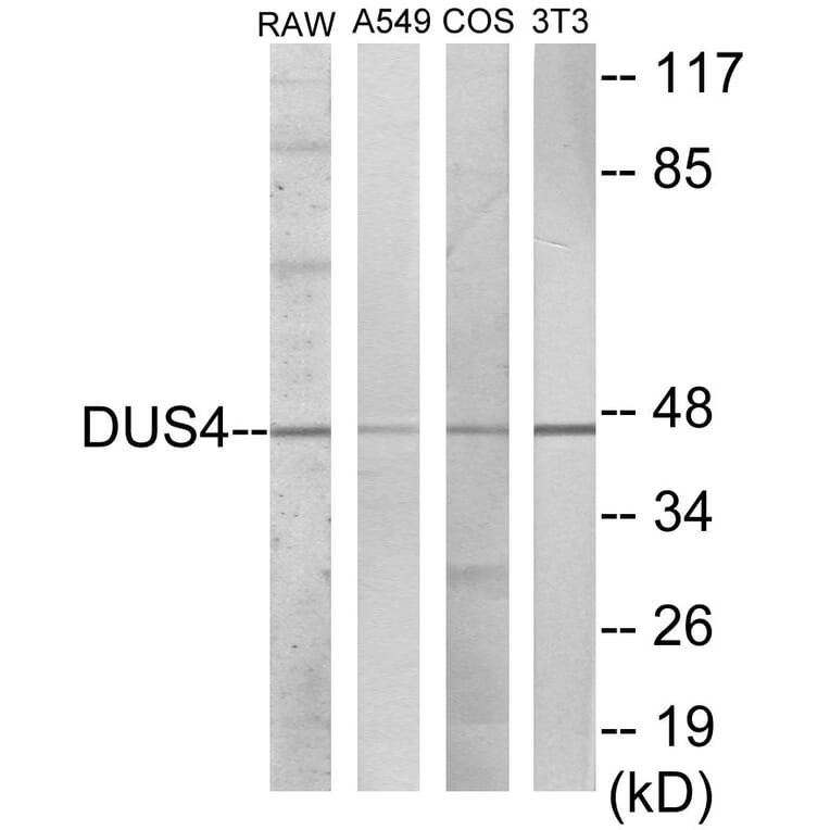 Western Blot - DUSP4 Cell Based ELISA Kit (CB5979) - Antibodies.com