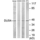 Western Blot - DUSP4 Cell Based ELISA Kit (CB5979) - Antibodies.com