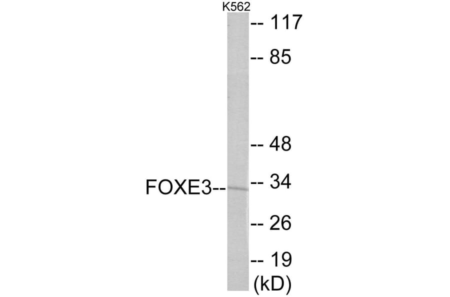 Western Blot - FOXE3 Cell Based ELISA Kit (CB5990) - Antibodies.com