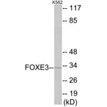 Western Blot - FOXE3 Cell Based ELISA Kit (CB5990) - Antibodies.com