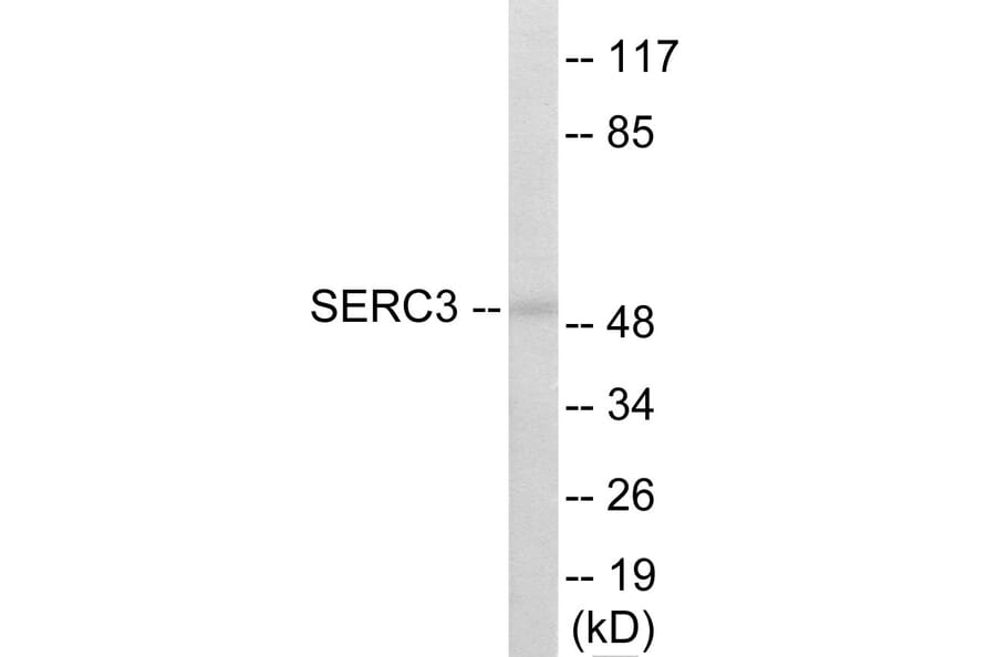Western Blot - SERC3 Cell Based ELISA Kit (CB5993) - Antibodies.com