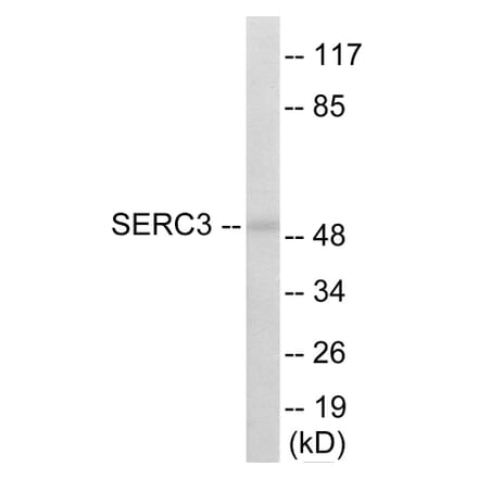 Western Blot - SERC3 Cell Based ELISA Kit (CB5993) - Antibodies.com