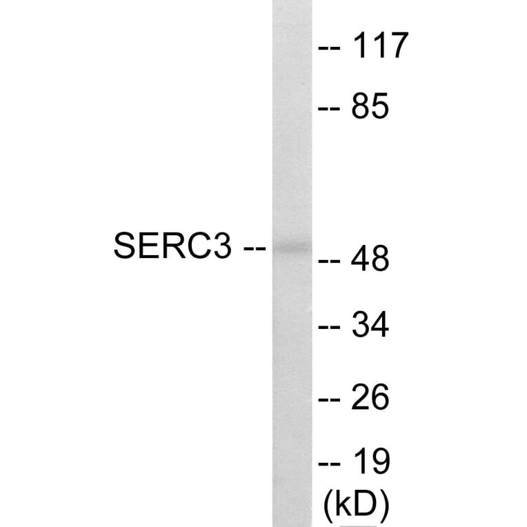Western Blot - SERC3 Cell Based ELISA Kit (CB5993) - Antibodies.com