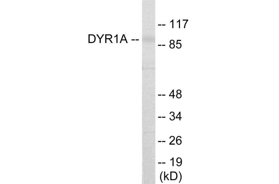 Western Blot - DYR1A Cell Based ELISA Kit (CB5998) - Antibodies.com