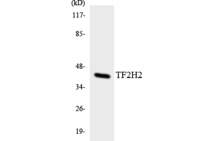Western Blot - TF2H2 Cell Based ELISA Kit (CB5999) - Antibodies.com