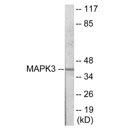 Western Blot - MAPK3 Cell Based ELISA Kit (CB6037) - Antibodies.com